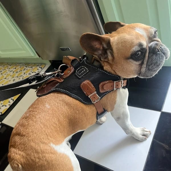 Custom Dog Harness on a frenchie