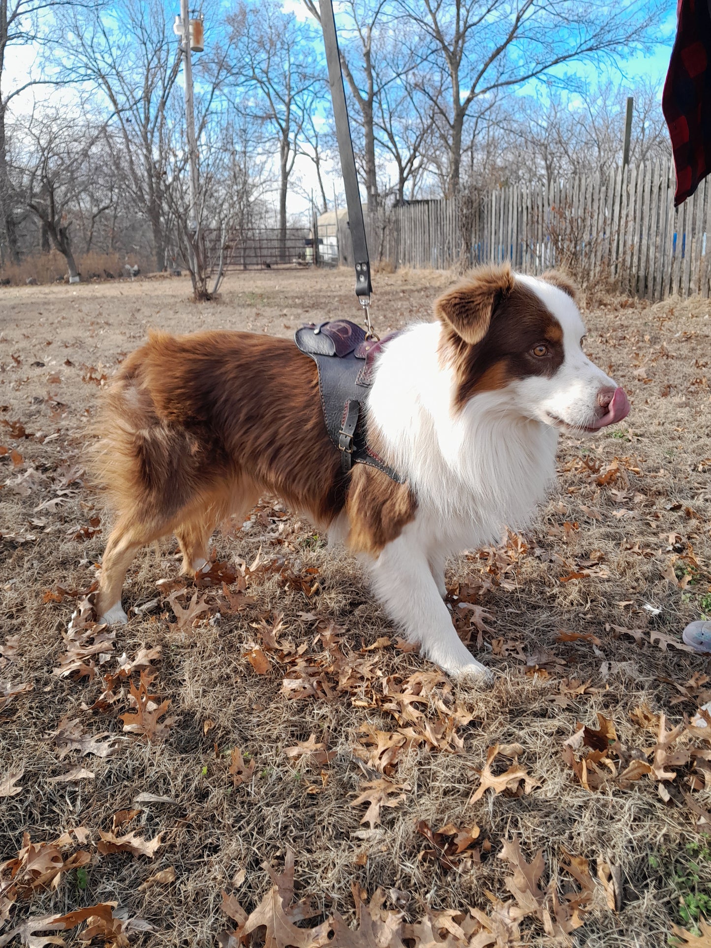 Heavy Duty Dog harness, Three Way Leash and RF tracker pocket