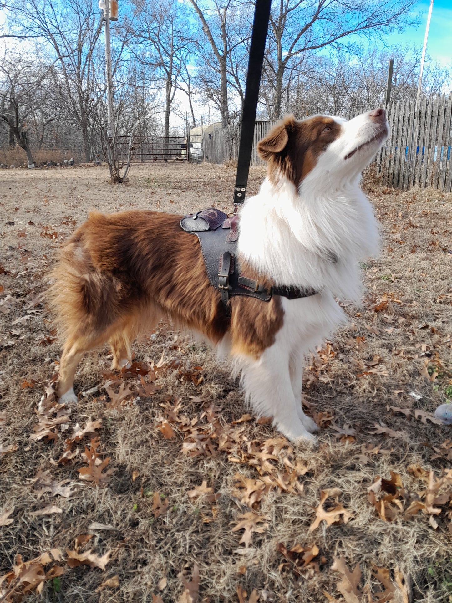 Heavy Duty Dog harness, Three Way Leash and RF tracker pocket