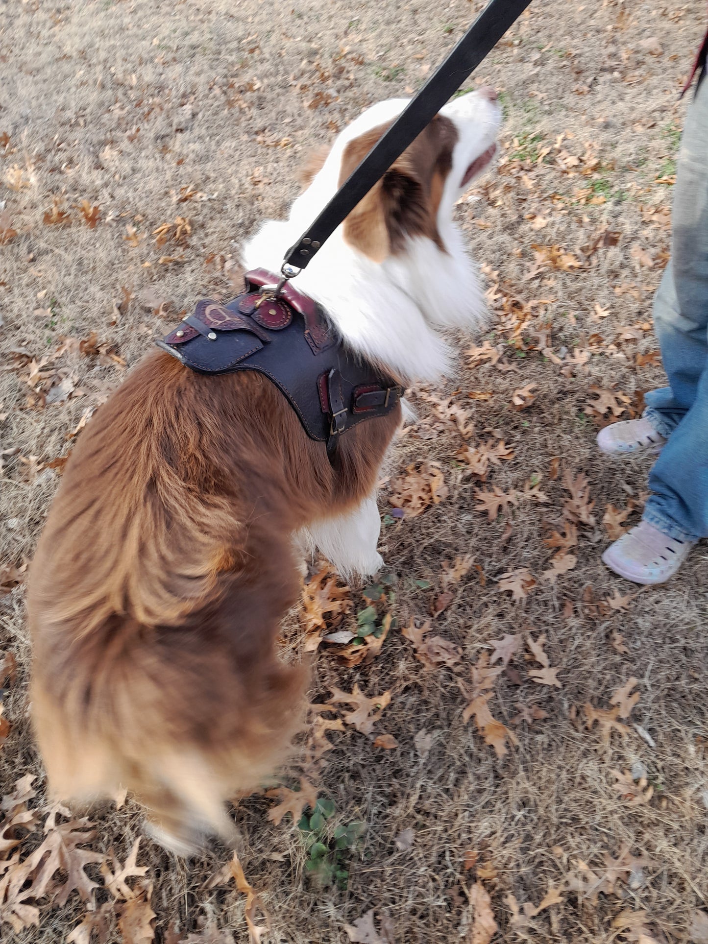 Heavy Duty Dog harness, Three Way Leash and RF tracker pocket