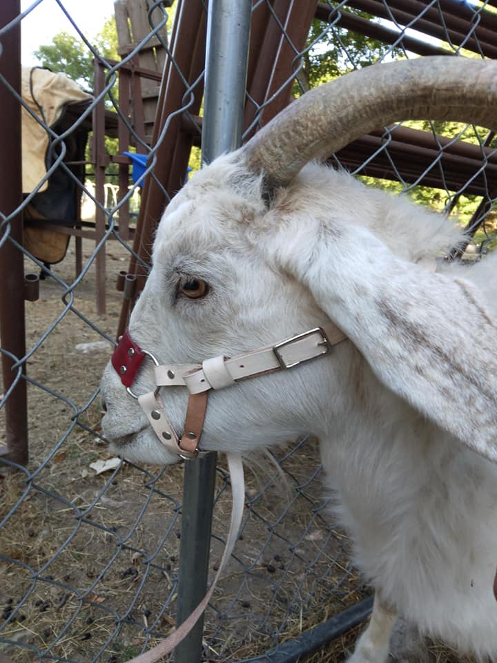 Goat Halter, All Leather for Adult and Kid Training. Very unique design doesn't slip down on their nose with a sliding leash and handle.