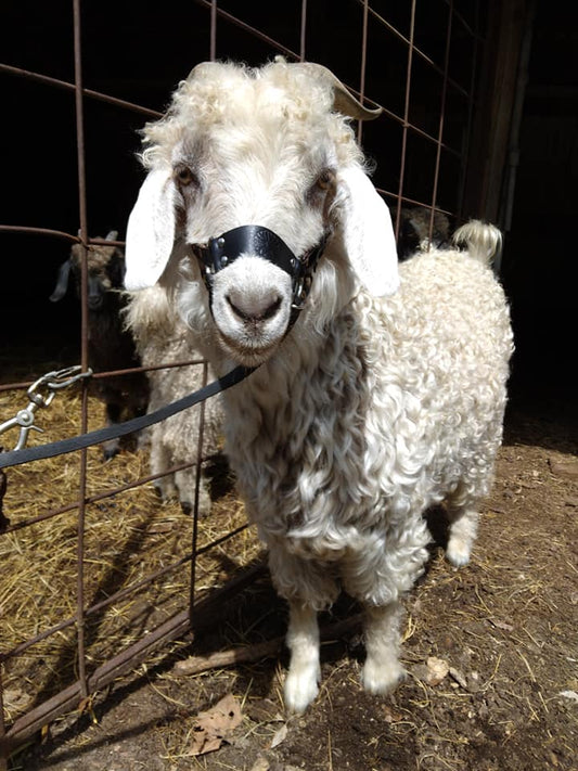 Goat Halter, All Leather for Adult and Kid Training. Very unique design doesn't slip down on their nose with a sliding leash and handle.