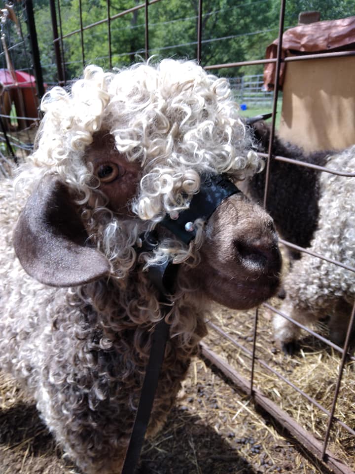 Goat Halter, All Leather for Adult and Kid Training. Very unique design doesn't slip down on their nose with a sliding leash and handle.