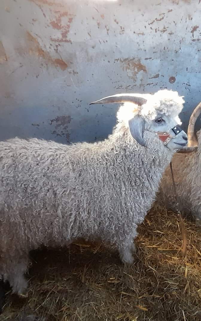 Buck Colored Angora Goat