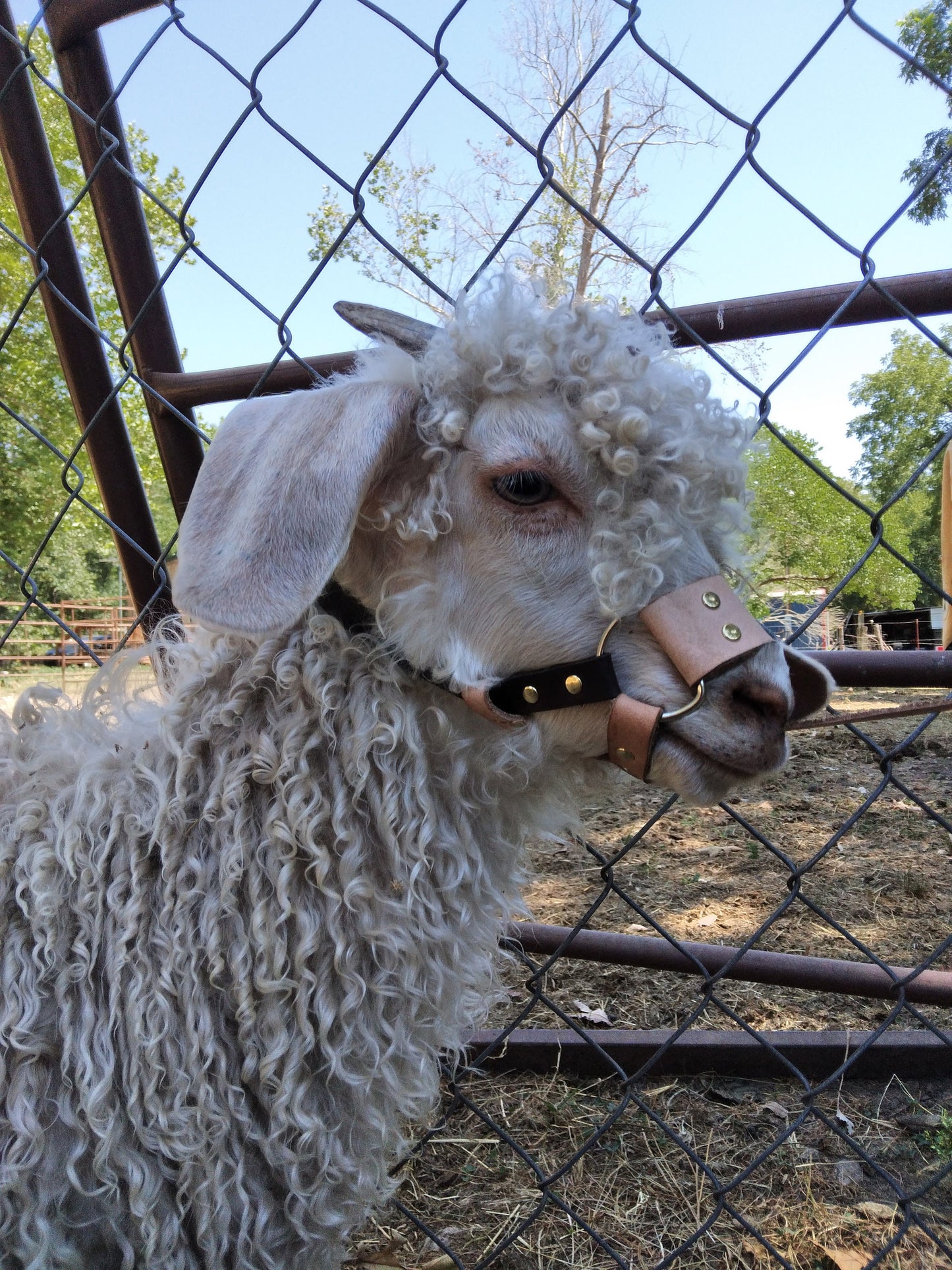 goat halter