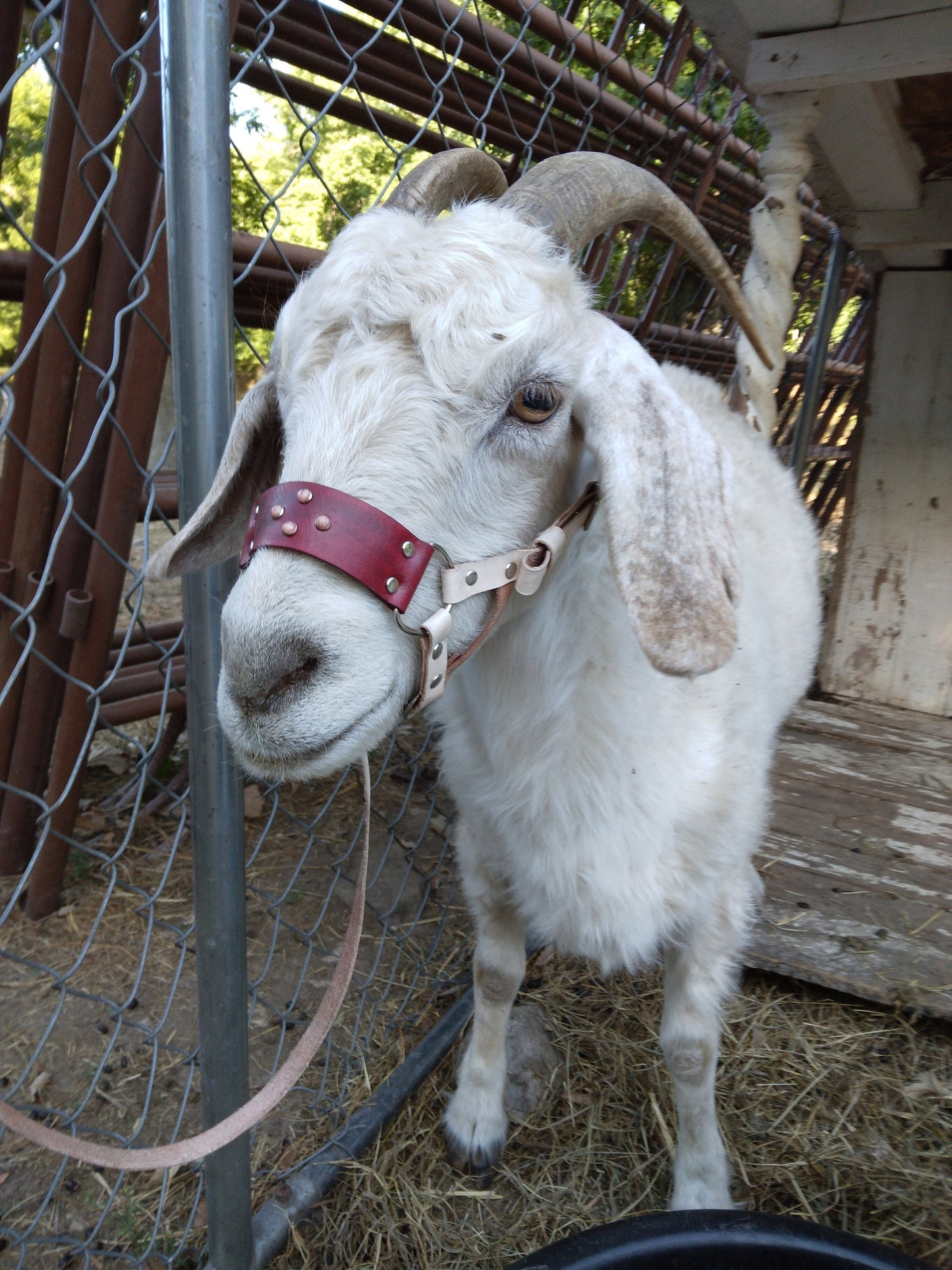 goat halter