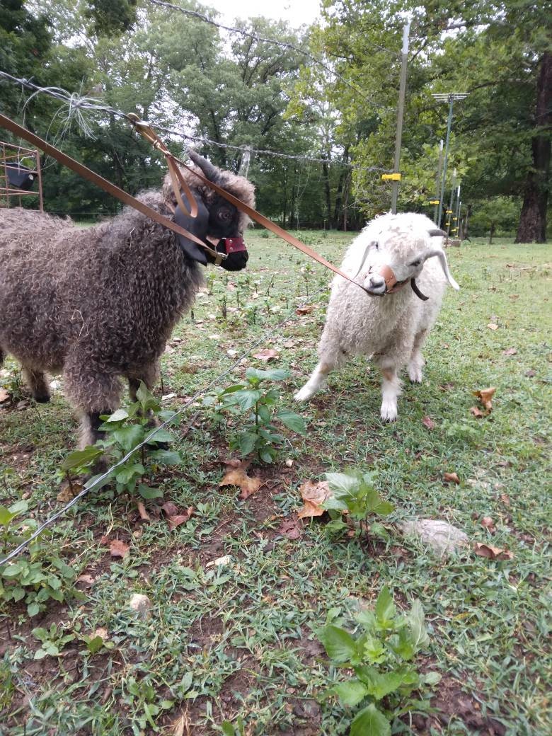 goat kid training halter